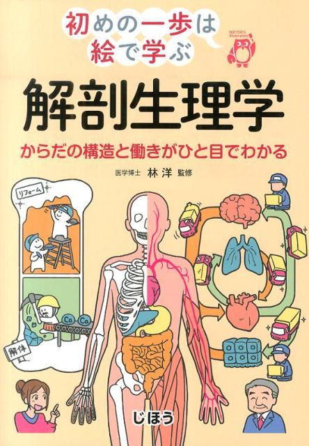 【中古】解剖生理学 からだの構造と働きがひと目でわかる/じほう/林洋（内科学）（単行本）