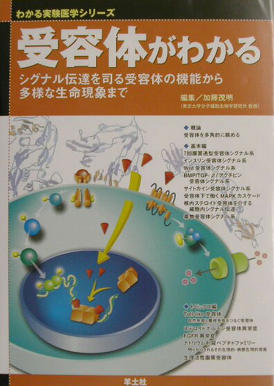 【中古】受容体がわかる シグナル伝達を司る受容体の機能から多様な生命現象ま WJ16/羊土社/加藤茂明（単行本）