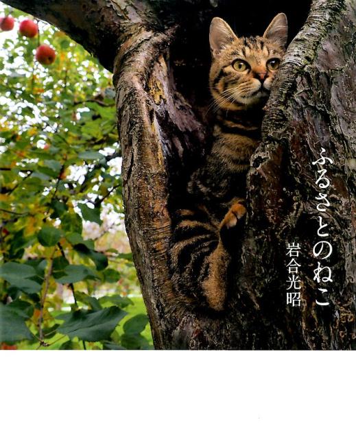 【中古】ふるさとのねこ/クレヴィス/岩合光昭（単行本（ソフトカバー））