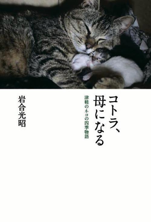 【中古】コトラ、母になる 津軽のネコの四季物語/クレヴィス/岩合光昭（単行本）