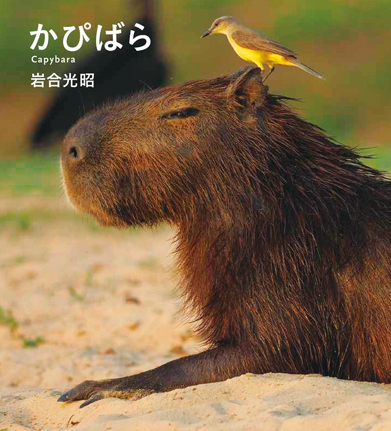 【中古】かぴばら/クレヴィス/岩合光昭（単行本（ソフトカバー））