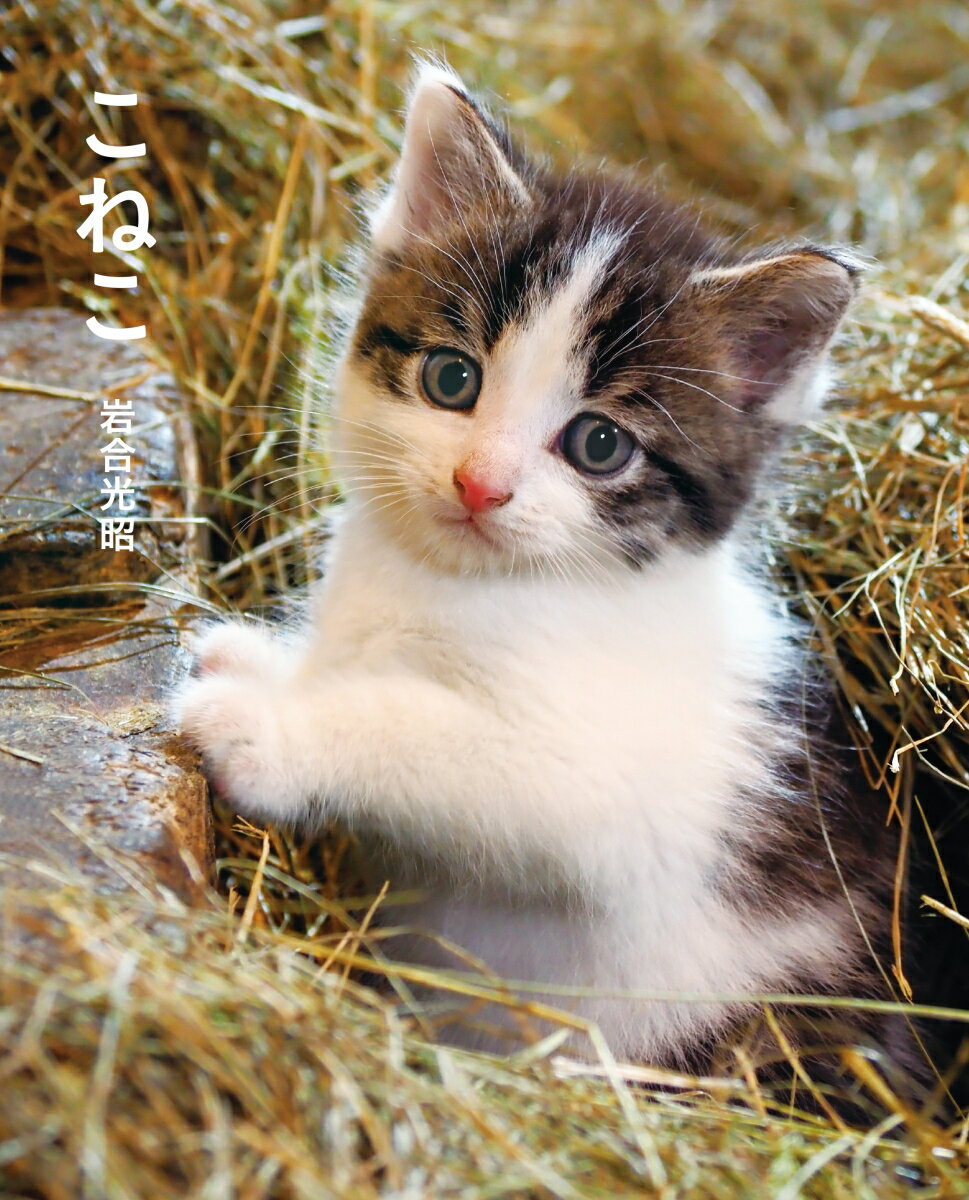 【中古】こねこ/クレヴィス/岩合光昭（単行本（ソフトカバー））