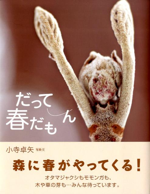 【中古】だって春だもん/アリス館/小寺卓矢（大型本）