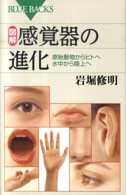 【中古】図解・感覚器の進化 原始動物からヒトへ水中から陸上へ/講談社/岩堀修明（新書）