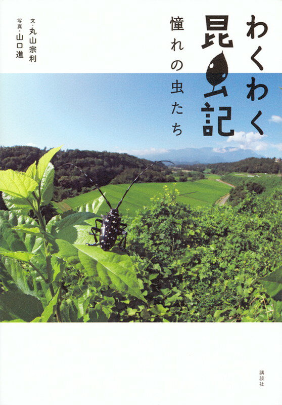 【中古】わくわく昆虫記 憧れの虫たち/講談社/丸山宗利（単行本（ソフトカバー））