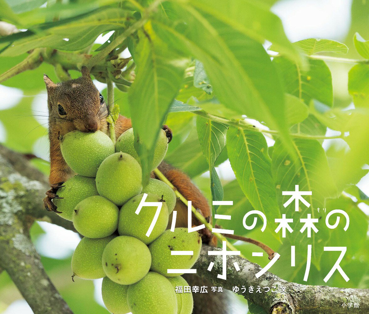 【中古】クルミの森のニホンリス/小学館/福田幸広（大型本）
