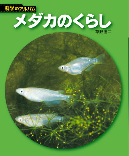 【中古】メダカのくらし 新装版/あかね書房/草野慎二（単行本）