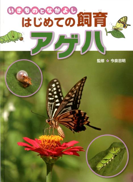 乐天商城 - 【中古】アゲハ/金の星社/今泉忠明（大型本）