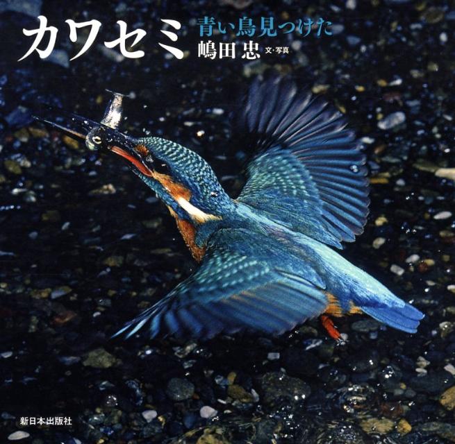 【中古】カワセミ 青い鳥見つけた/新日本出版社/嶋田忠（大型本）