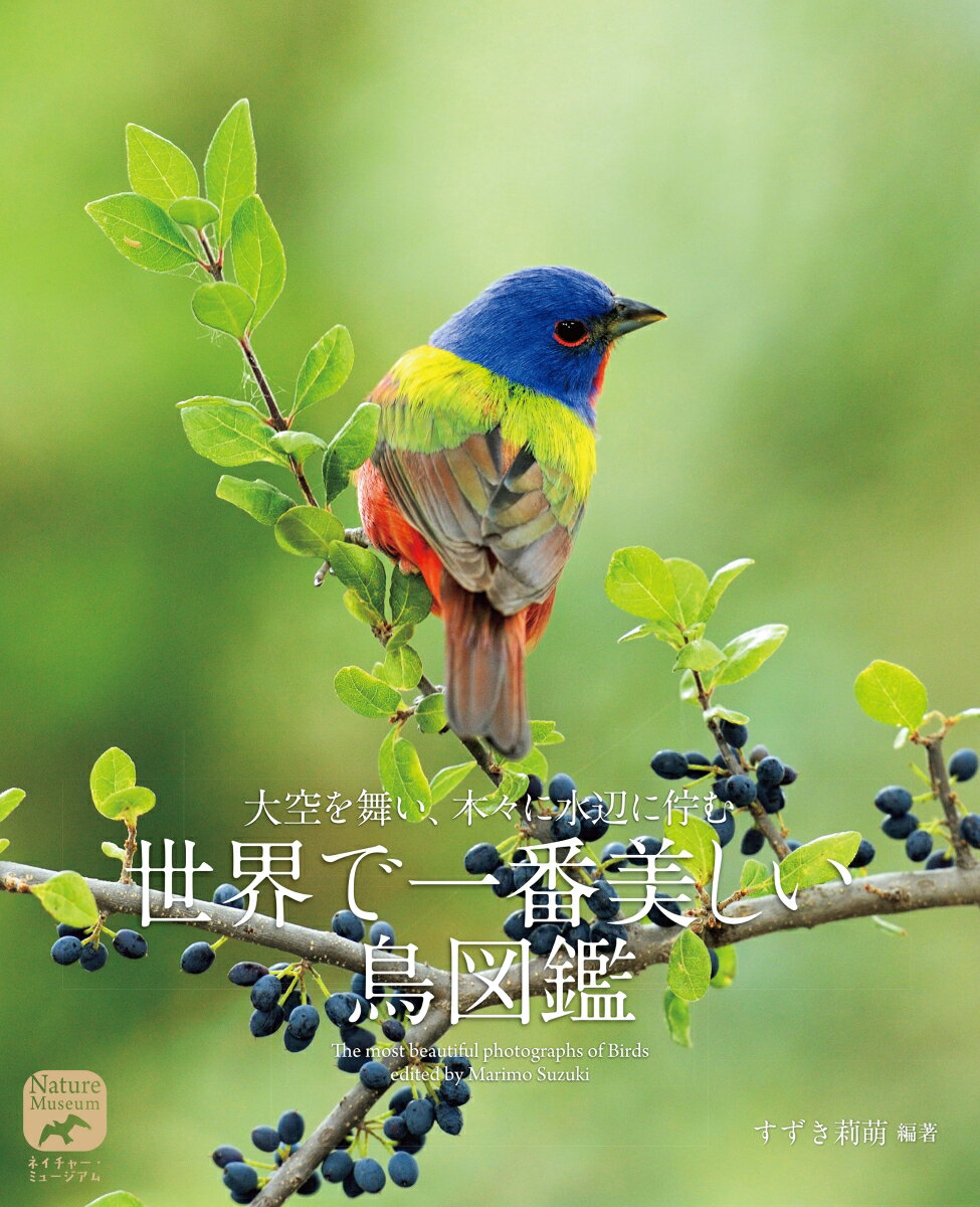 【中古】世界で一番美しい鳥図鑑 大空を舞い、木々に水辺に佇む/誠文堂新光社/すずき莉萌（大型本）