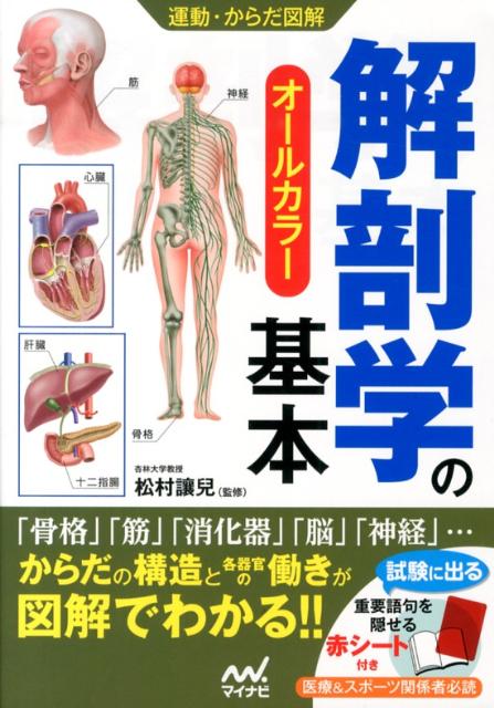 【中古】解剖学の基本 オールカラー/マイナビ出版/松村讓兒（単行本（ソフトカバー））