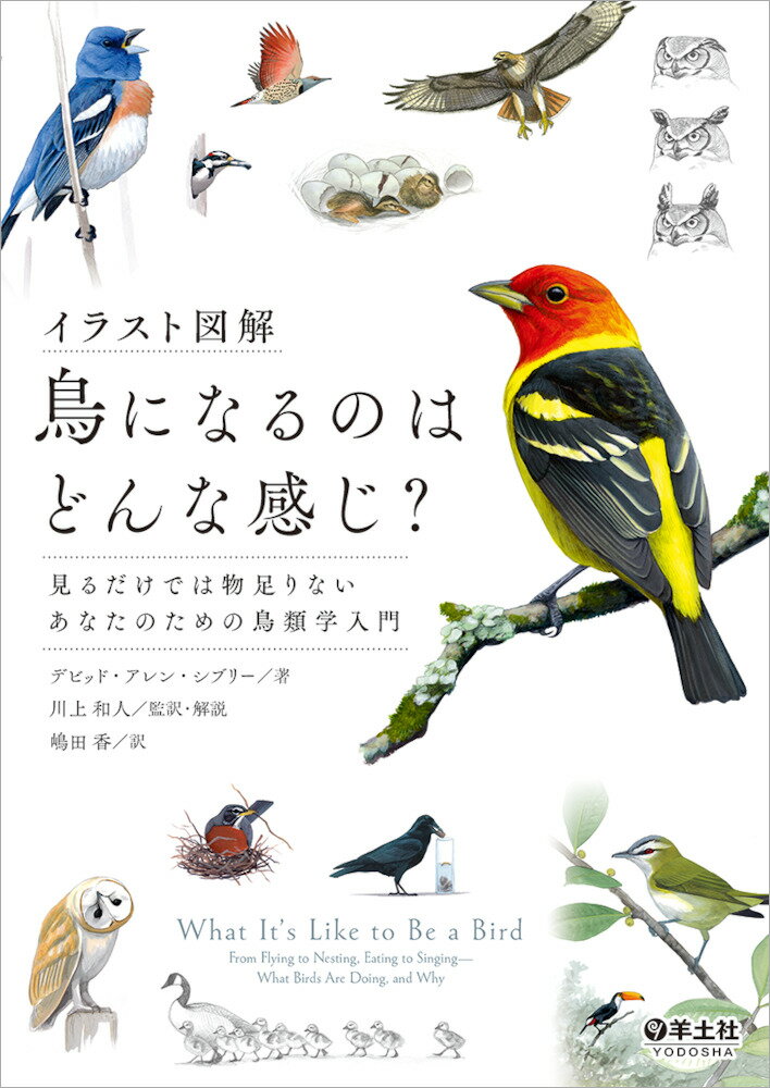 【中古】イラスト図解鳥になるのはどんな感じ？ 見るだけでは物足りないあなたのための鳥類学入門/羊土..