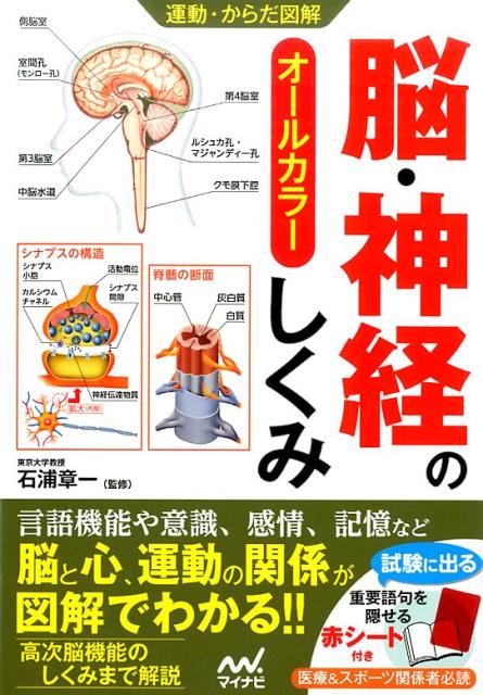 【中古】脳・神経のしくみ オールカラー/マイナビ出版/石浦章一（単行本（ソフトカバー））