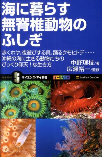 【中古】海に暮らす無脊椎動物のふしぎ 歩くホヤ、夜遊びする貝、踊るクモヒトデ…沖縄の海に/SBクリエイティブ/中野理枝（新書）