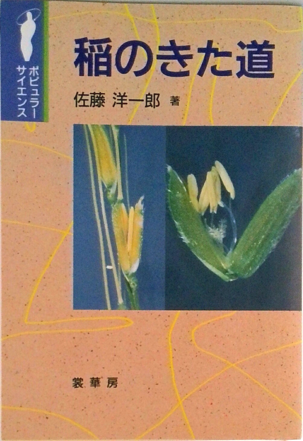 Agriculture - 【中古】稲のきた道/裳華房/佐藤洋一郎（植物遺伝学）（単行本）