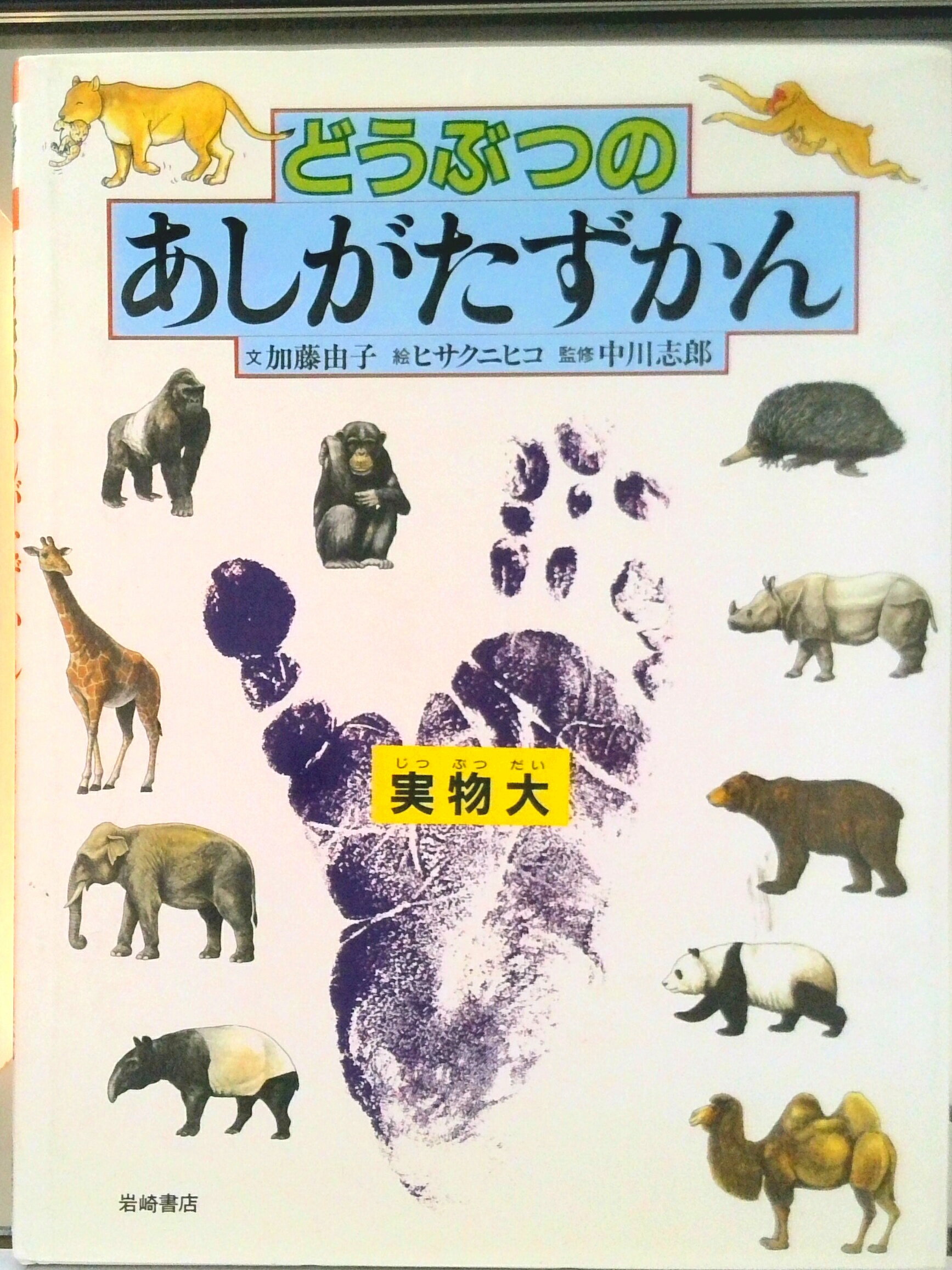 【中古】どうぶつのあしがたずかん/岩崎書店/加藤由子（大型本）