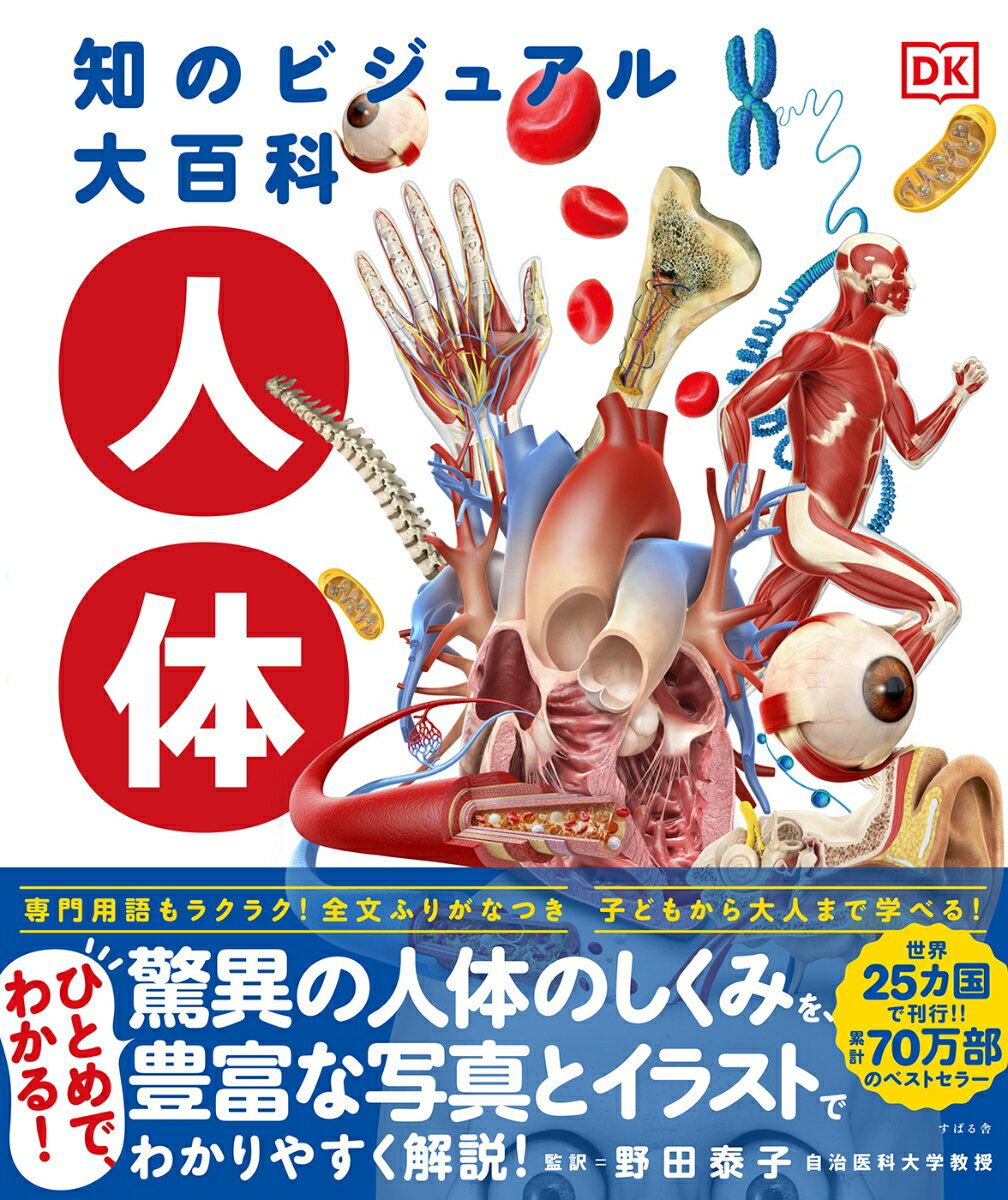 【中古】知のビジュアル大百科 人体/すばる舎/野田泰子（単行本）