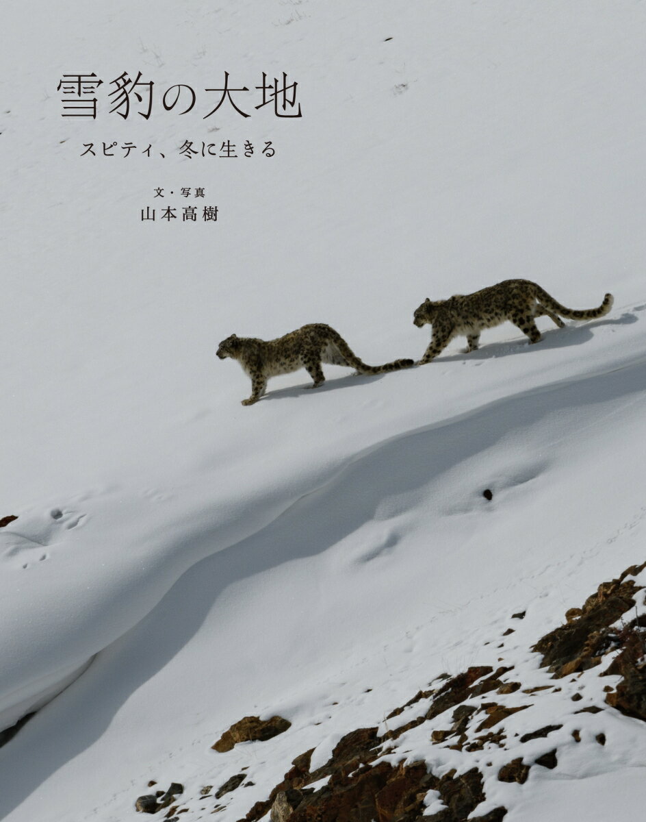 【中古】雪豹の大地 スピティ、冬に生きる/雷鳥社/山本高樹（単行本（ソフトカバー））...