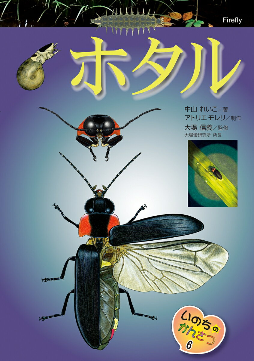 【中古】ホタル 中山れいこ アトリエモレリ 大場信義（大型本）