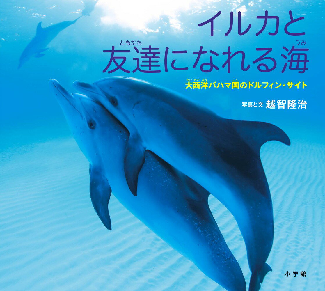 【中古】イルカと友達になれる海（大型本）