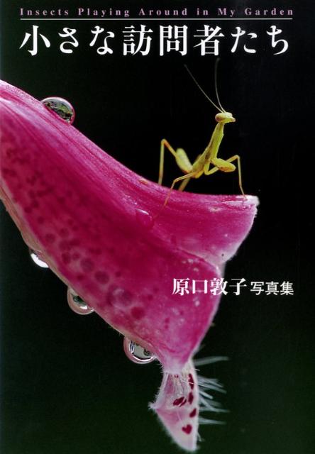 【中古】小さな訪問者たち（単行本）