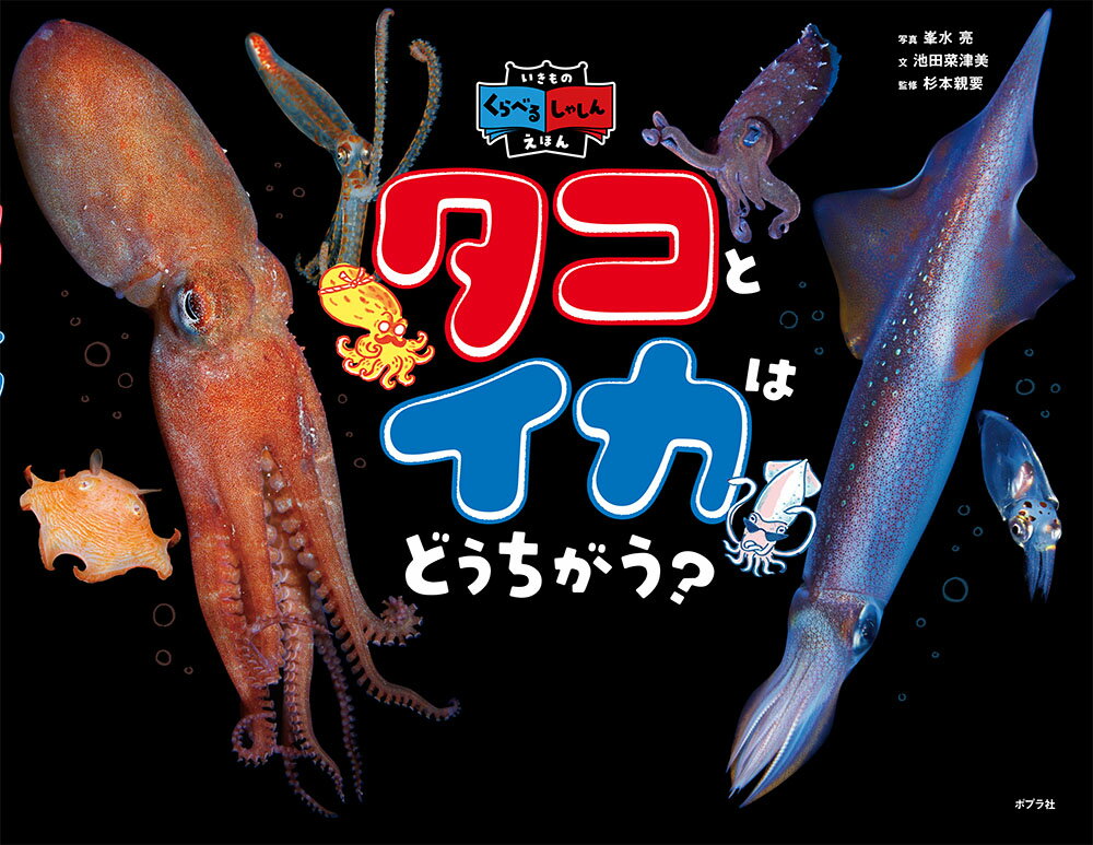 【中古】タコとイカはどうちがう？（大型本）