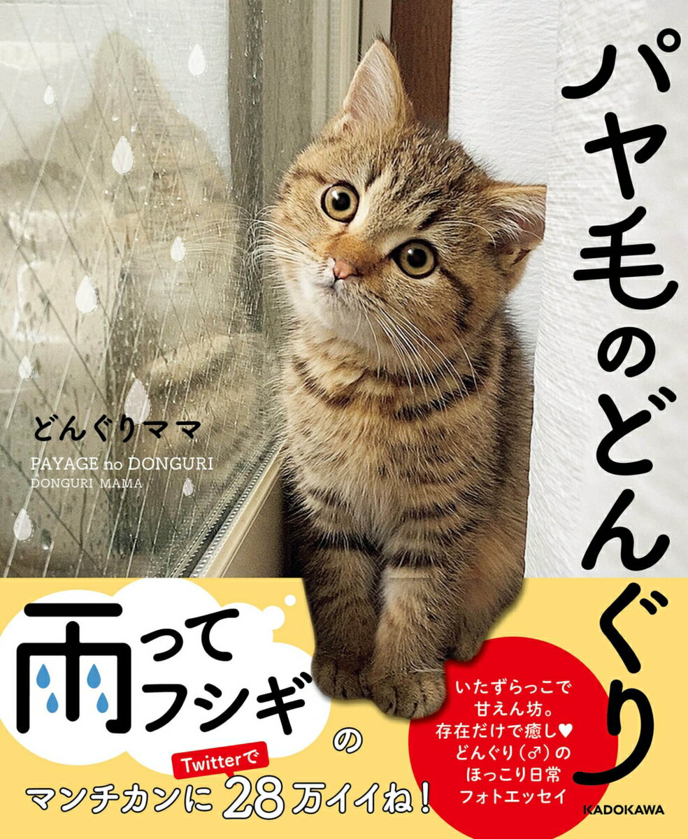 【中古】パヤ毛のどんぐり（単行本）