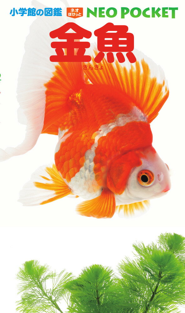 【中古】金魚（新書）