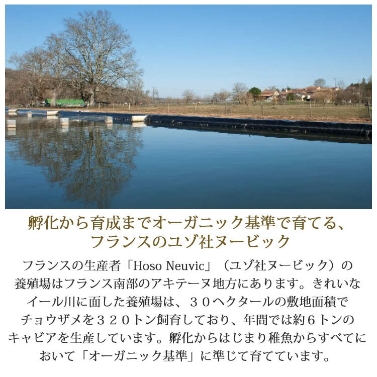 �ե�󥹻��ե�å��奭��ӥ� �����ͥ��㡼 12g�� ����ӥ� ��� ��鿩�� �������� ��̣���� ���Ĥޤ� ���� �����ɥ֥� ����� ��ʪ ͢������ ������ ������̣