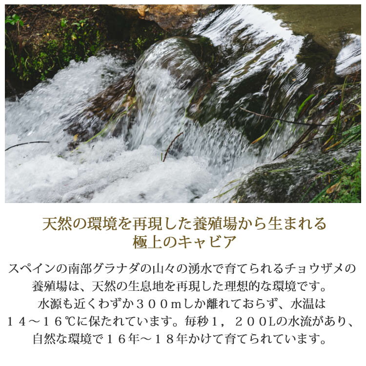 ���ڥ��󻺥ե�å��奭��ӥ� �ʥ��� 500g�� �����ץʡ� �����륹�ס����� ����ӥ� ��� ��鿩�� �������� ��̣���� ���Ĥޤ� ���� �����ɥ֥� ����� ��ʪ ͢������ ������ ������̣