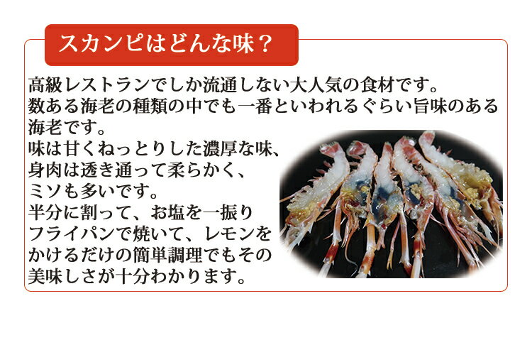 手長海老 スカンピ scampi イタリアン 高級レストラン パスタ パスタソース グリル てながえび 出汁 ブイヨン