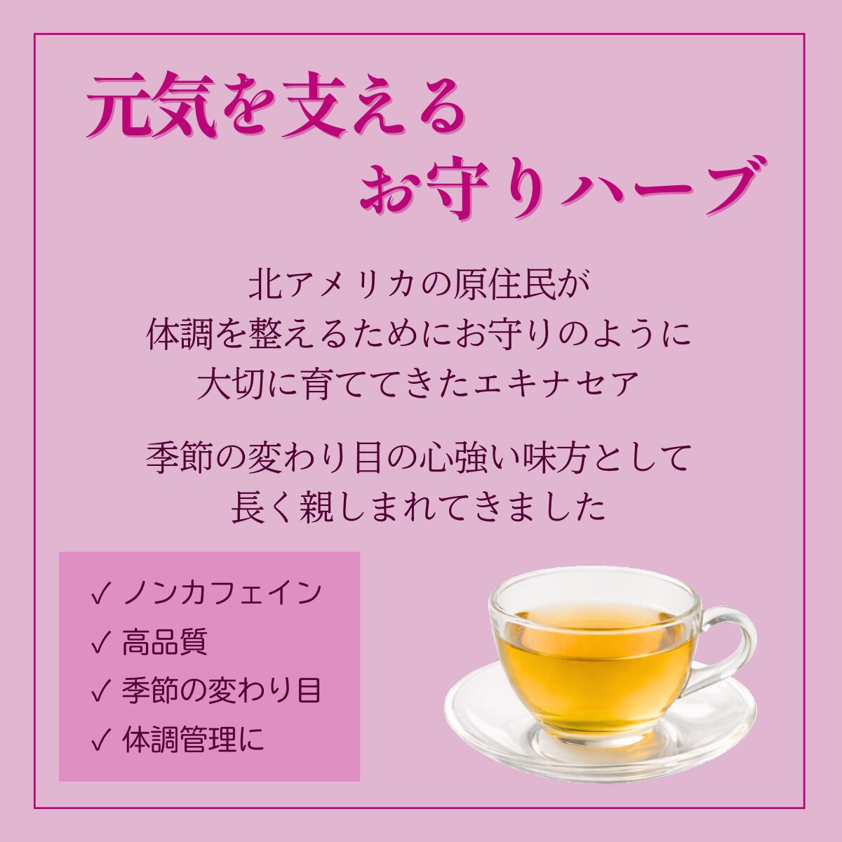 ハーブティー　【エキナセア】