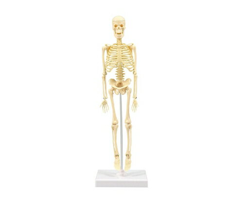 人体骨格模型 30cm　93608 1箱