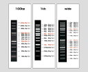 ビオラモDNAラダーマーカー(100〜3000bp/5本入) VIO-100-5 1箱(5本入)