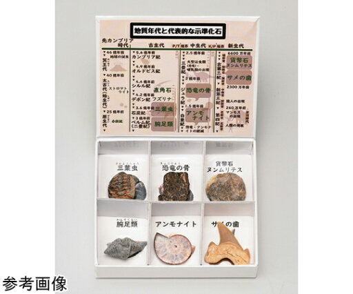 ミニ標本シリーズ 示準化石6種セット(高等学校用) 1箱 ミニ標本シリーズ 示準化石6種セット(高等学校用) 1箱