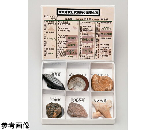 ミニ標本シリーズ 示準化石6種セット 1箱