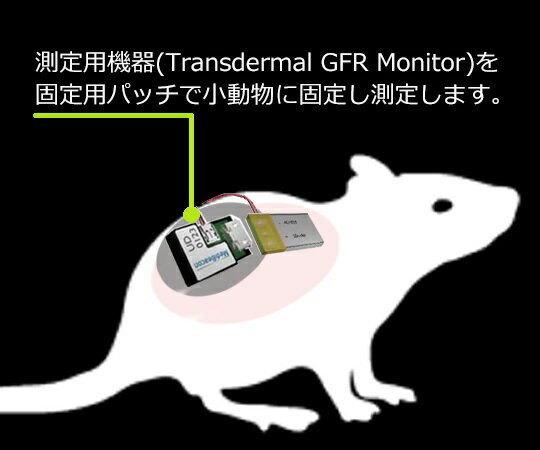 マウス/ラット用腎機能蛍光検出器 専用パッチ(大サイズ/ラット用) PTC-LG001 1箱(100枚入)