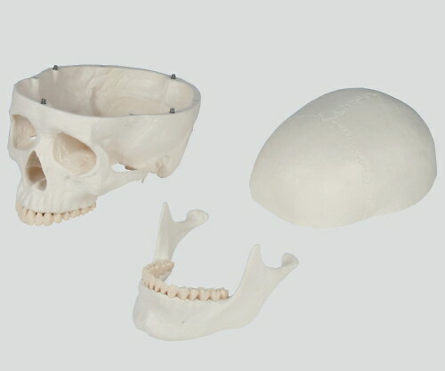 骨格モデル 178cm 2960 1個