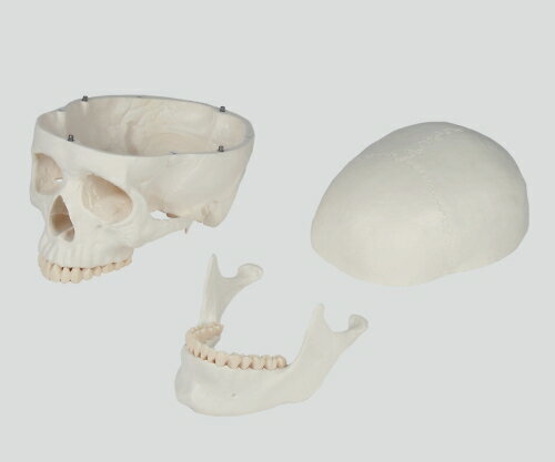 【期間限定!対象商品P2〜20倍】 頭蓋3分解モデル 180×190×120 4500 1個 3