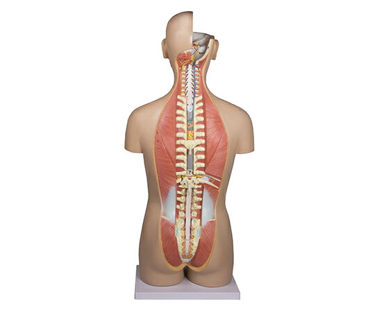 内蔵27分解モデル B235 1個