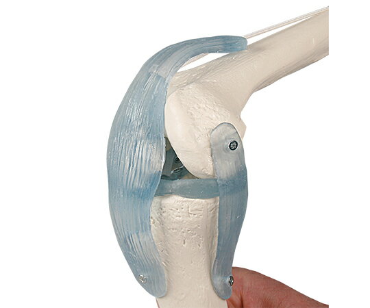 膝関節モデル 4552 1個