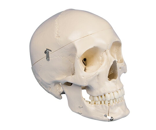 【期間限定!対象商品P2〜20倍】 頭蓋骨モデル 歯科用 4513 1個