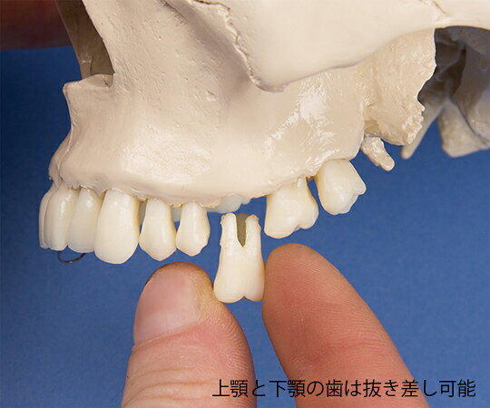 福祉用具のバリューケアの【期間限定!対象商品P2〜20倍】 頭蓋骨モデル 歯科用 4513 1個｜アングル3