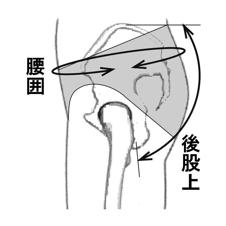 アダム骨盤底サポーター APS-80N(H75-85CM)24?