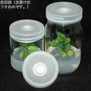 植物培養容器 ベント付きフタ 10個入　C170-10EA 1箱(10個入)