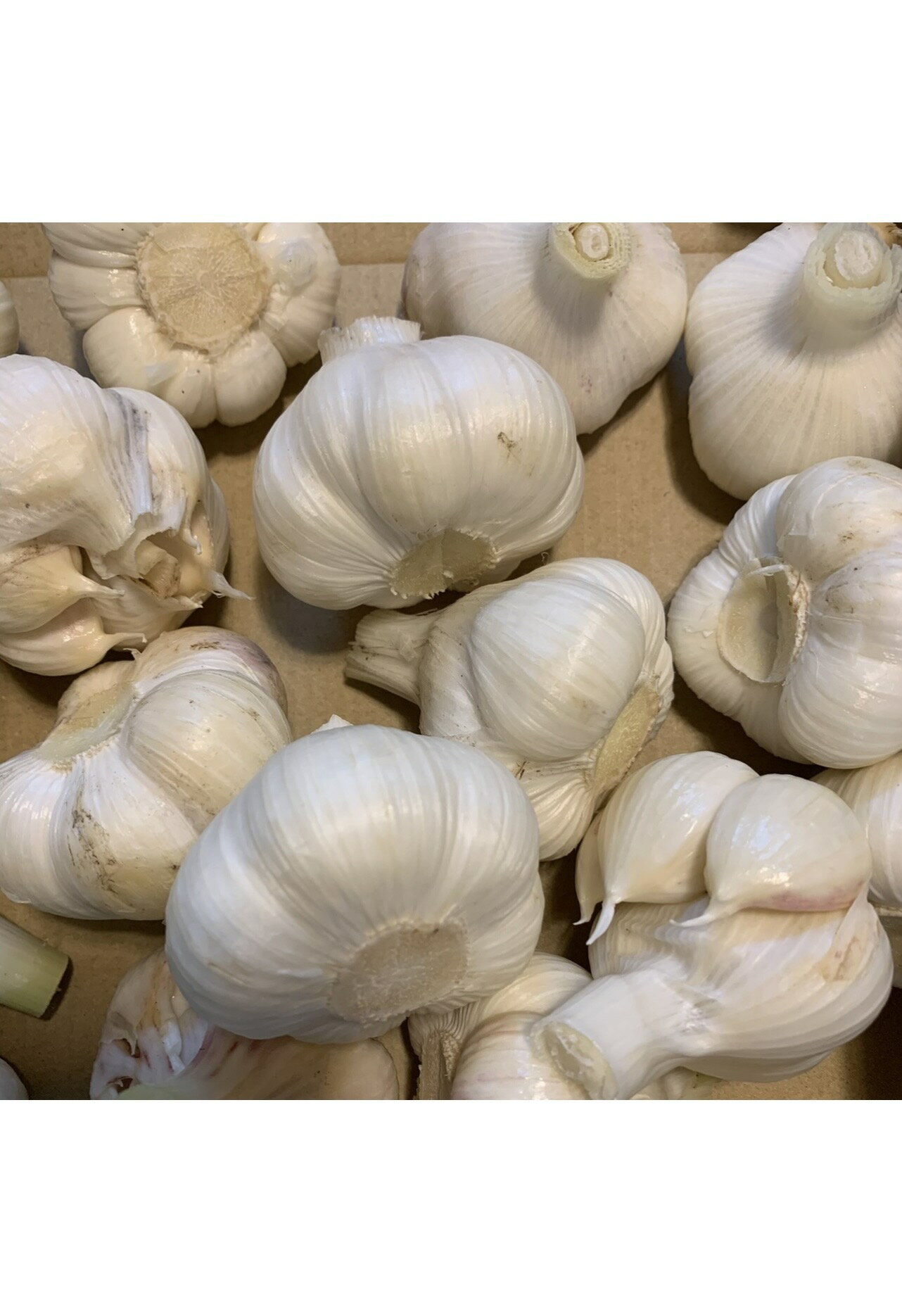 2026年新物にんにく　生にんにく1kg　SまたはMサイズ　新鮮にんにく　数量限定　並級C品　訳ありにんにく　青森県産　「福地ホワイト六片種にんにく」　　国産にんにく　青森にんにく