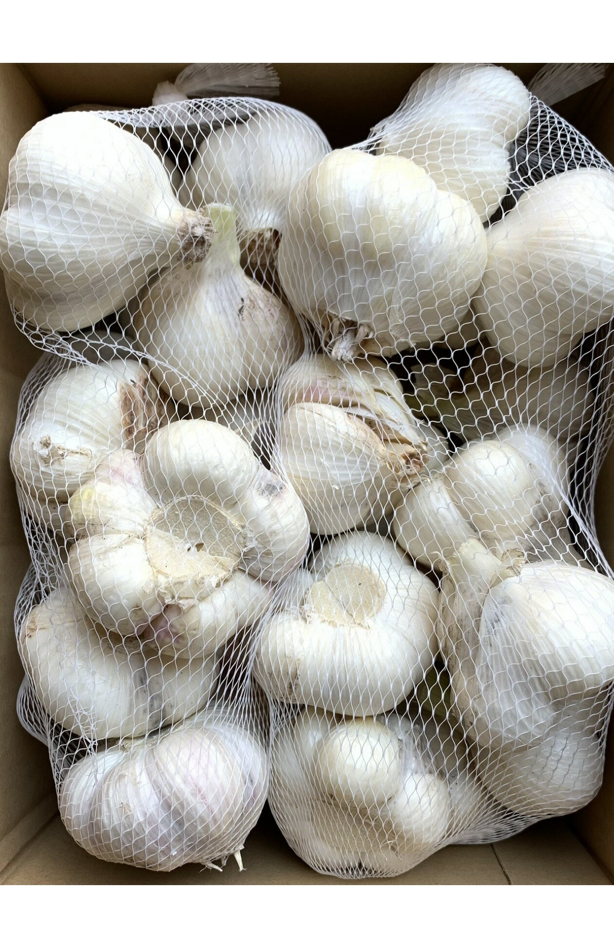 2026年新物にんにく　生にんにく2kg　Lサイズ　新鮮にんにく　数量限定　並級C品　訳ありにんにく　青森県産　「福地ホワイト六片種にんにく」　　国産にんにく　青森にんにく valuef-10000441 東北のうまいものはこれで決まり サンプル画像2