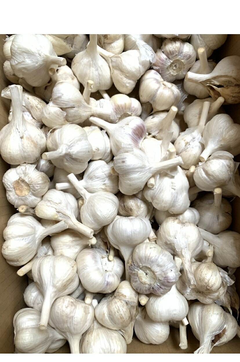 2026年新物にんにく2kg　小球　訳ありにんにく　青森県産ニンニク　「ホワイト六片種にんにく」