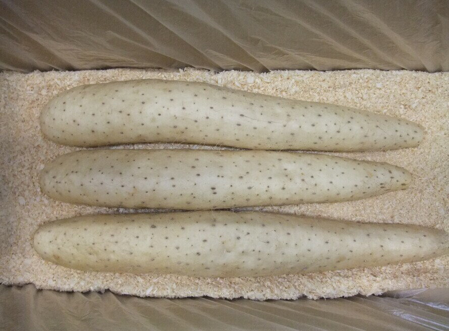 �Ŀ����� Ĺ�򡡤Ȥ�����£���� 3kg�������Ѥߡ�������������