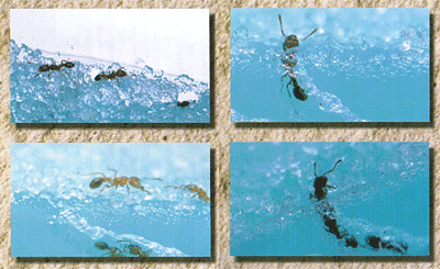 ����������祭�åȡ��������